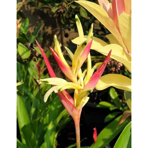 Heliconia Psittacorum Live Plants - 2 Red Yellow Rhizomes - Well Rooted 4-8 Inch