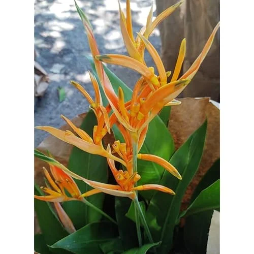 Heliconia Psittacorum Live Plants - 4 to 8 Inch Orange Rhizomes, Well Rooted