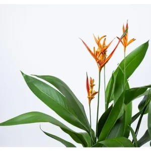Heliconia Psittacorum Live Plants - 4 to 8 Inch Orange Rhizomes, Well Rooted