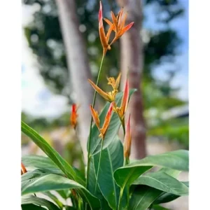 Heliconia Psittacorum Live Plants - 4 to 8 Inch Orange Rhizomes, Well Rooted