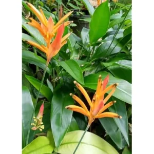 Heliconia Psittacorum Live Plants - 4 to 8 Inch Orange Rhizomes, Well Rooted