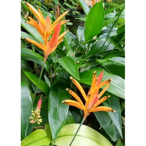 Heliconia Psittacorum Live Plants - 4 to 8 Inch Orange Rhizomes, Well Rooted