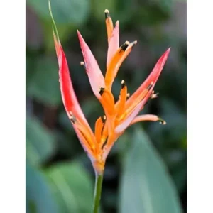 Heliconia Psittacorum Live Plants - 4 to 8 Inch Orange Rhizomes, Well Rooted