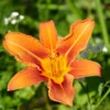 3 Wild Hemerocallis Orange Daylily Bare-root | Perennial, Vibrant Blooms