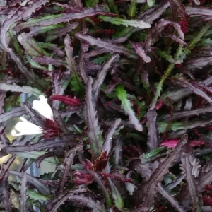 Hemigraphis Dragon’s Tongue Houseplant – 3.7