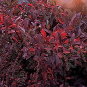 Henry’s Garnet Itea Virginia Sweetspire 4” Pot - Hardy & Fragrant Shrub