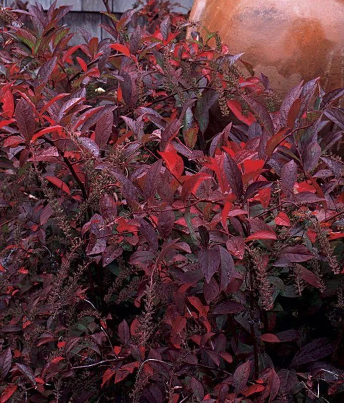Henry’s Garnet Itea Virginia Sweetspire 4” Pot - Hardy & Fragrant Shrub
