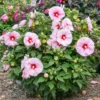 Hibiscus 'All Eyes On Me' Starter Plant - 2.5 Inch Pot - Hardy Perennial