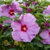 Hibiscus 'Lilac Crush' Starter Plant - Hardy Perennial - Lilac Flowers