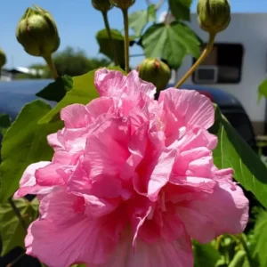 Hibiscus Mutabilis Live Plant - 7