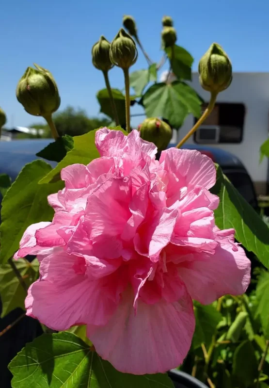 Hibiscus Mutabilis Live Plant - 7" Tall - Cotton Pink Rosemallow - Confederate Rose