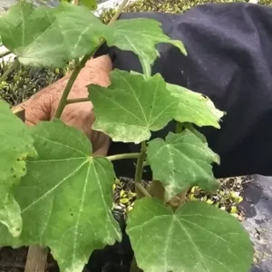 Hibiscus Mutabilis Live Plant - 7