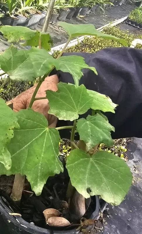 Hibiscus Mutabilis Live Plant - 7" Tall - Cotton Pink Rosemallow - Confederate Rose