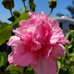 Hibiscus Mutabilis Live Plant - 7