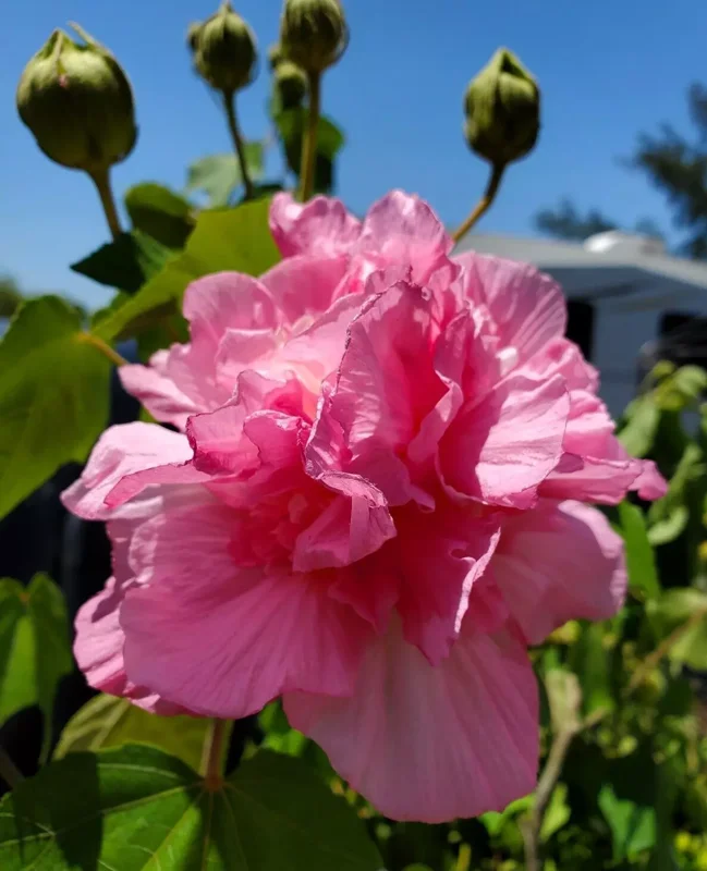 Hibiscus Mutabilis Live Plant - 7" Tall - Cotton Pink Rosemallow - Confederate Rose