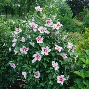 Hibiscus 'PARAPLU PINK INK' Starter Plant - 8-12 Inch - Hardy & Vibrant Blooms