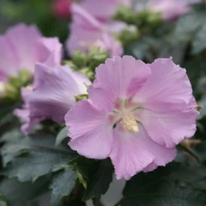Hibiscus 'Pollypetite' Starter Plant - 5-7 Inch - Hardy & Compact