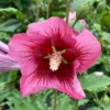 Hibiscus 'Red Pillar' Starter Plant - 6-9 Inch - Hardy Shrub
