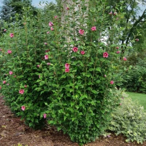 Hibiscus 'Red Pillar' Starter Plant - 6-9 Inch - Hardy Shrub