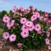 Hibiscus 'Spinderella' Starter Plant - 2.5x3.5 Inch Pot - Dormant