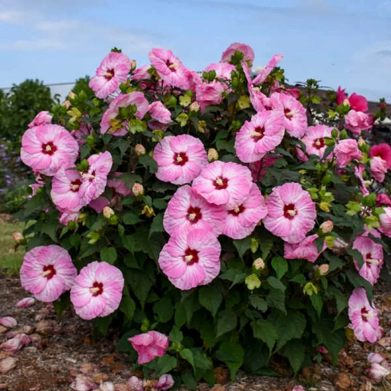 Hibiscus 'Spinderella' Starter Plant - 2.5x3.5 Inch Pot - Dormant