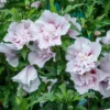 Hibiscus 'Starblast Chiffon' Starter Plant - 3-5 Inch - Deciduous Shrub