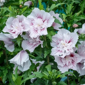 Hibiscus 'Starblast Chiffon' Starter Plant - 3-5 Inch - Deciduous Shrub