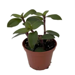 Hijau Baru Tradescantia Spiderwort - 2.5