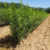 Hill's Privet 3.5-in Pot - Semi-Deciduous Privacy Hedge