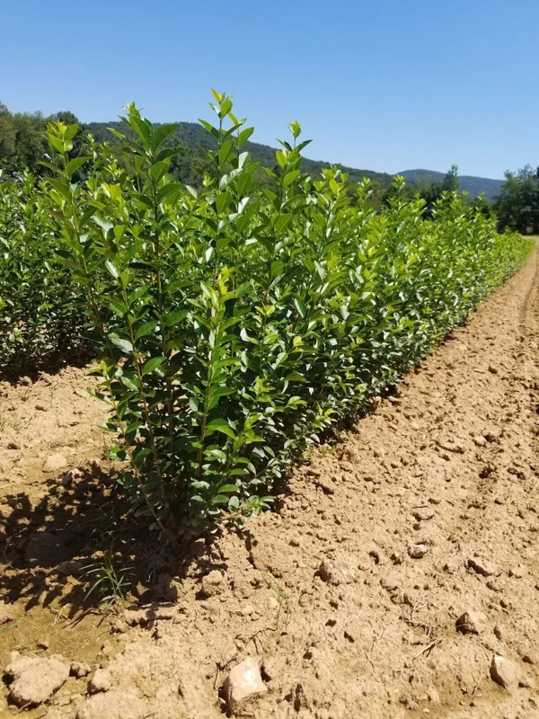 Hill's Privet 3.5-in Pot - Semi-Deciduous Privacy Hedge