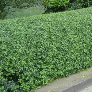 Hill's Privet 3.5-in Pot - Semi-Deciduous Privacy Hedge