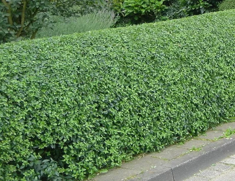 Hill's Privet 3.5-in Pot - Semi-Deciduous Privacy Hedge