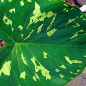 Hilo Beauty Elephant Ear Alocasia - Tropical Houseplant in 6
