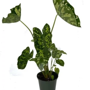 Hilo Beauty Elephant Ear Alocasia - Tropical Houseplant in 6