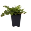 Himalayan Maidenhair Fern Adiantum venustum 2.5" Pot - Hardy Shade Plant