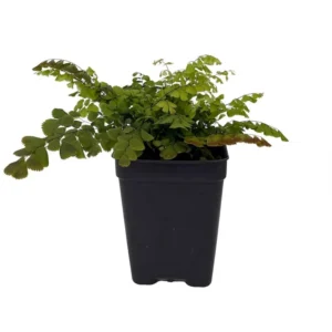 Himalayan Maidenhair Fern Adiantum venustum 2.5