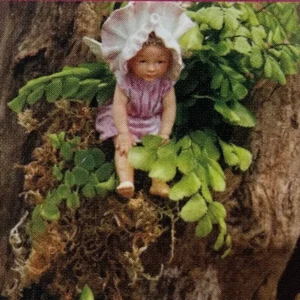 Himalayan Maidenhair Fern Adiantum venustum 2.5