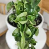 Hindu Rope Hoya Carnosa Plant - 2.5 Inch Potted Hoya