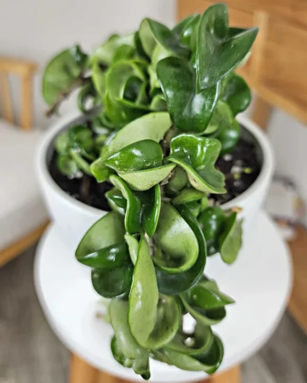 Hindu Rope Hoya Carnosa Plant - 2.5 Inch Potted Hoya