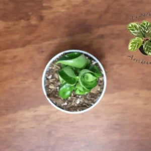 Hindu Rope Hoya Carnosa Plant - 2.5 Inch Potted Hoya