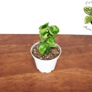 Hindu Rope Hoya Carnosa Plant - 2.5 Inch Potted Hoya