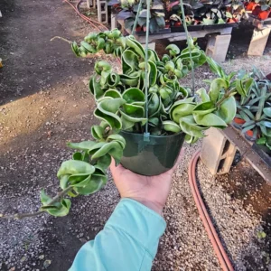 Hindu Rope Hoya Live Plant Variegated - Beautiful Variegated Rope Plant - Rooted Cutting