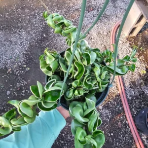 Hindu Rope Hoya Live Plant Variegated - Beautiful Variegated Rope Plant - Rooted Cutting