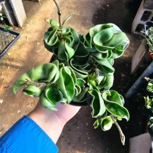 Hindu Rope Hoya Live Plant Variegated - Beautiful Variegated Rope Plant - Rooted Cutting