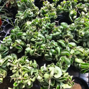 Hindu Rope Hoya Live Plant Variegated - Beautiful Variegated Rope Plant - Rooted Cutting