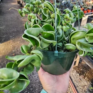 Hindu Rope Hoya Live Plant Variegated - Beautiful Variegated Rope Plant - Rooted Cutting