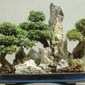 Hokkaido Dwarf Chinese Elm Bonsai Tree – 2.5