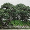 Hokkaido Dwarf Chinese Elm Bonsai – Ulmus parvifolia in 4.7" Square Pot with Saucer