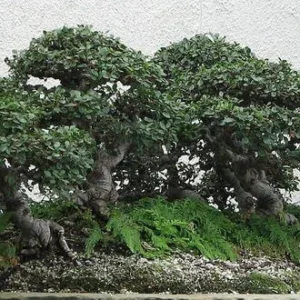 Hokkaido Dwarf Chinese Elm Bonsai – Ulmus parvifolia in 4.7
