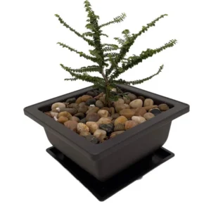 Hokkaido Dwarf Chinese Elm Bonsai – Ulmus parvifolia in 4.7